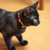 美人黒猫3ヶ月リカちゃん サムネイル4
