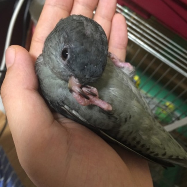 しなてぃのカバー写真