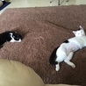 少しずつ先住猫と近づきつつあります。