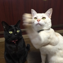 猫の手もかりたい