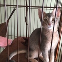 里親さん募集