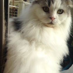 「綿菓子みたい。」サムネイル1