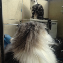 「綿菓子みたい。」サムネイル2