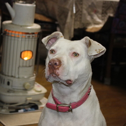 「保護犬キナコちゃん4ヶ月経過」サムネイル2