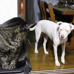 「保護犬キナコちゃん4ヶ月経過」サムネイル3