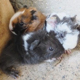モルモットの赤ちゃん差し上げます
