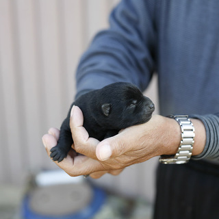 甲斐犬の女の子