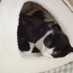 ちょっと早めのクリスマスプレゼント