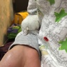カマド