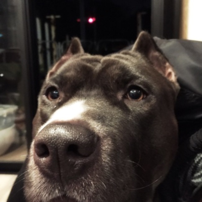 クック13のカバー写真