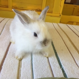 可愛い赤ちゃんウサギ４匹　青森県在住の方対象