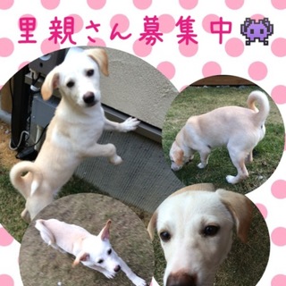 尻尾がくるっとなって可愛い仔犬♥
