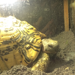 大きな陸ガメちゃんです。