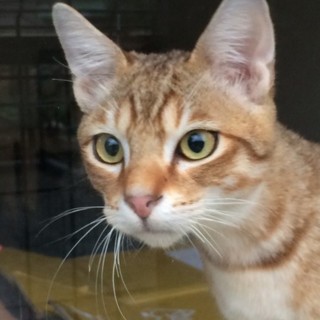 決定☆『ササ』凛々しい顔立ちだけど、おちょこちょい