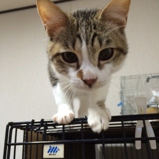 決定☆『ポポ』とっても甘えん坊で、ずっとゴロゴロ