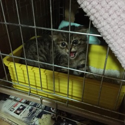 今日からウチの子