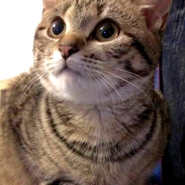 猫版、奇跡の一枚！
