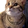 猫版、奇跡の一枚！
