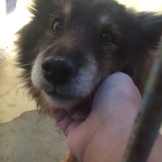 2度捨てられた老犬！