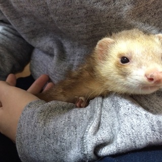 里親様募集します