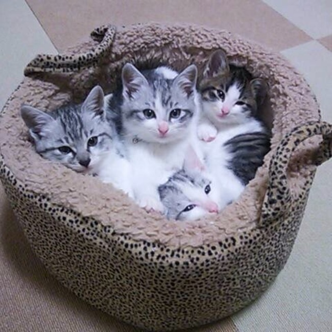 丹波市保護猫応援団のカバー写真