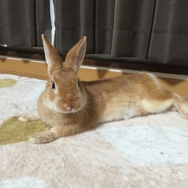 ホットカーペットの上で  リラックス