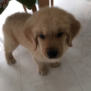 時間と経済の余裕がある優しいお家族を探す。