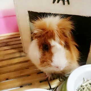 可愛いモルチャンです♡