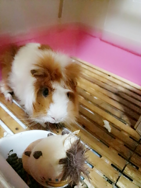 可愛いモルチャンです♡ サムネイル2