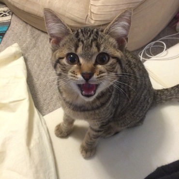保護当時のねねちゃん