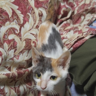 生後6ヶ月のかわいい仔猫です