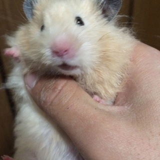 長毛ゴールデンの子ども、里親様募集