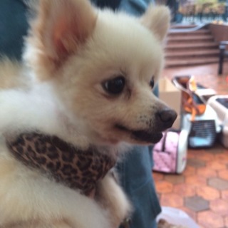 ポメラニアンのたかちゃん