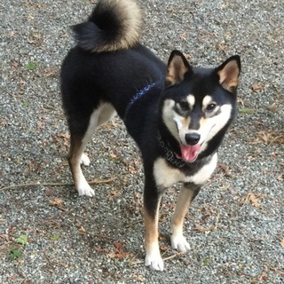 柴犬ノラ黒さま② No 2308 黒柴 オス みずき【ご家族様決定！】 - YouTube