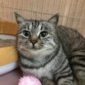 かわいいスリゴロ成猫