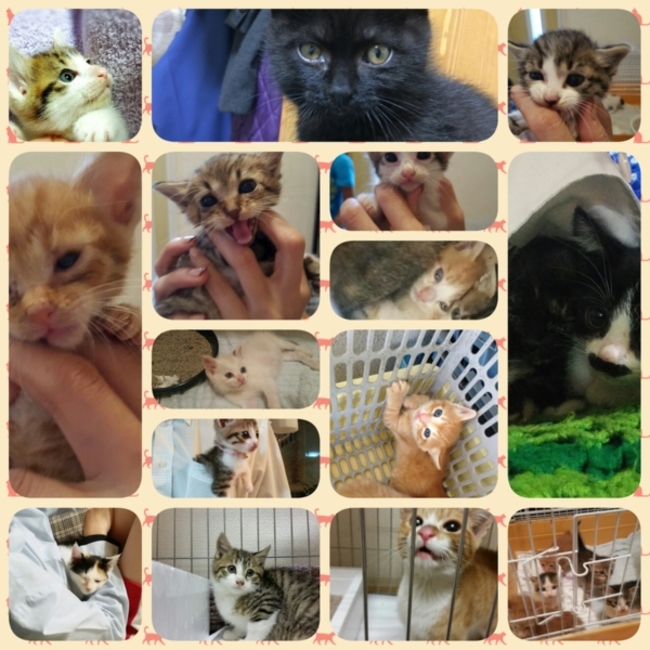 しじみぃのカバー写真