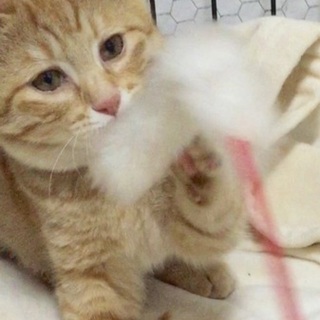 茶トラ子猫の里親募集