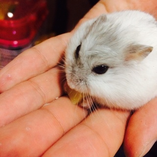ハムスター飼い主募集！
