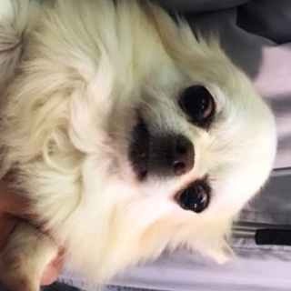 チワワ成犬の女の子