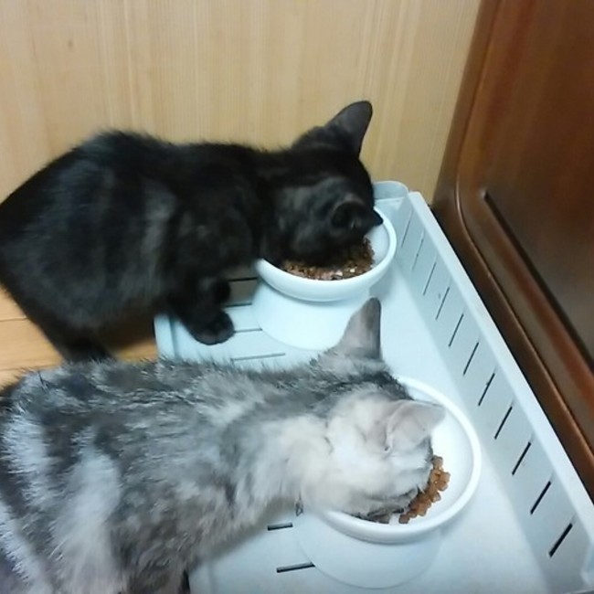 まぐろゆっけのカバー写真