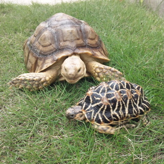 ケヅメリクガメ