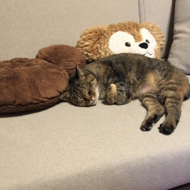 aventurina のカバー写真