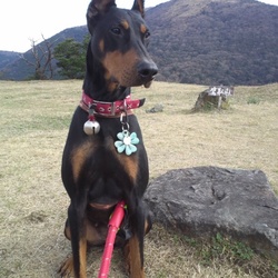 黒田官兵衛の有名な家来、母里太兵衛が居た鷹取城跡