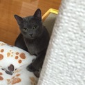 珍色ボンベイのココナッツちゃん