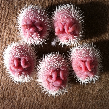 生まれて一週間のハリネズミちゃん