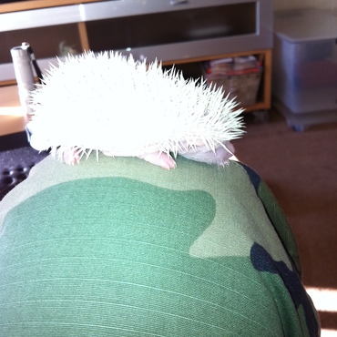 三週間はこんなに大きくなります。