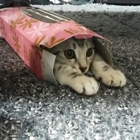 銀　　ぎん　　♂