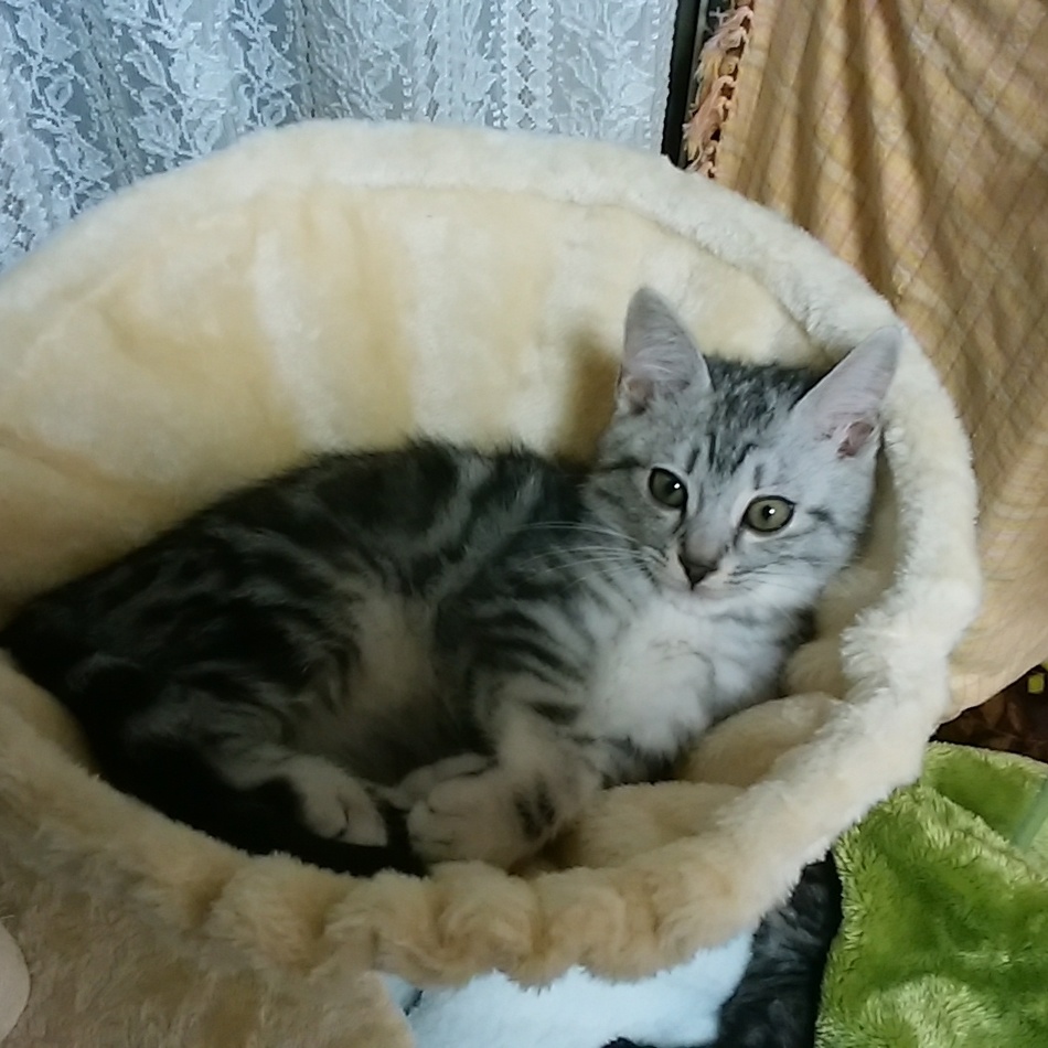 銀　　ぎん　　♂のカバー写真