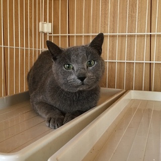 ロシアンブルーのような猫ちゃんの里親さん募集