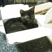 咲桜　　さら　　♀